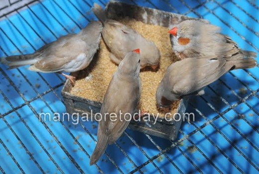 Birds, Frogs, dogs to the fore at  Pilikula wildlife week 1